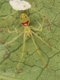Closeup of a Happy Face Spider (Theridion Grallator) Guarding Her Eggs Photographic Print by Darlyne A. Murawski