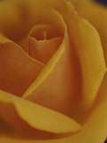 オリンピック・ゴールド・ローズのクローズアップ 写真プリント - ジェイソン・エドワーズ