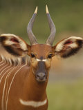 Portrait of a Bongo Antelope Photographic Print by Michael Fay