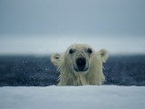A wet polar bear sticks his head up above the ice 写真プリント - ポール・ポール・ニックレン A wet polar bear sticks his head up above the ice 写真プリント - ポール・ポール・ニックレン