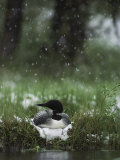 Snow Falls on a Loon Incubating its Nest Photographie par Michael S. Quinton