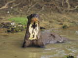 Una nutria gigante en un lecho de riachuelo en Venezuela Lámina fotográfica por Ed George Una nutria gigante en un lecho de riachuelo en Venezuela Lámina fotográfica por Ed George