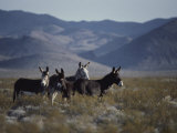Wild Burros Descended from Those Left by Prospectors Photographie par Gordon Wiltsie