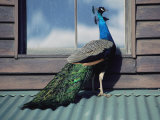 A Peacock Peers in the Window of a Building Photographic Print