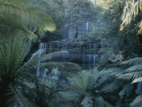 Lush Ferns Frame a Waterfall in the Park Photographie par Sam Abell
