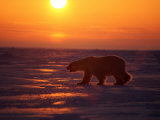 A Polar Bear is Silhouetted against the Arctic Sunset Photographie par Paul Nicklen