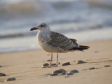 Mouette sur la plage Photographie par Todd Gipstein