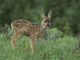 Mule Deer Fawn Photographic Print by Norbert Rosing