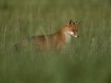 A Red Fox Hunting in Tall Grass Photographic Print by Roy Toft