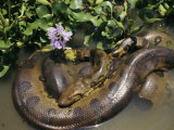 An Anaconda Basks in the Sun Next to Some Flowers in a River Photographie par Ed George