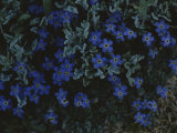 Alpine Forget-Me-Nots Wildflowers, Beartooth Wilderness, Wyoming Photographie par Raymond Gehman