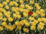 A Single Red Tulip Among Yellow Tulips Photographic Print by Ted Spiegel