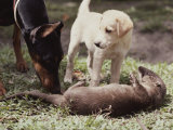 A Young South American River Otter is Investigated by Two Dogs Lámina fotográfica por Nicole Duplaix A Young South American River Otter is Investigated by Two Dogs Lámina fotográfica por Nicole Duplaix