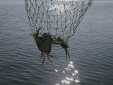 Two Blue Crabs Caught in a Net Photographic Print by Stacy Gold