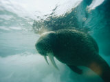 An Underwater View of an Atlantic Walrus 写真プリント - ノーベルト・ロージング