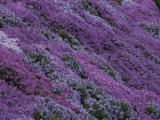 Springtime Phlox Brightens a Roadside Bank Photographie par George F. Mobley