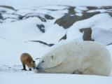A red fox, Vulpes vulpes, noses a polar bear, Ursus maritimus Lámina fotográfica por Norbert Rosing