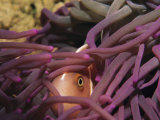 An anemonefish peeks out through the fingers of a purple sea anemone Lámina fotográfica