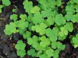 A Cluster of Bright Green Shamrocks 写真プリント - ノーベルト・ロージング