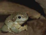 The Magnificent Tree Frog, L. Splendida Photographic Print by Nicole Duplaix