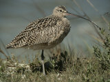 Close View of a Curlew Photographie par Bates Littlehales