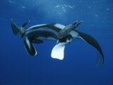 Two Remoras Hitch a Ride on the Head of a Manta Ray, Manta Birostris Photographic Print by Brian J. Skerry