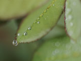 Close view of raindrops running down rose leaf Lámina fotográfica por Jason Edwards Close view of raindrops running down rose leaf Lámina fotográfica por Jason Edwards