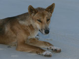 Un dingo se reposant sur un coin de sable Photographie par Nicole Duplaix