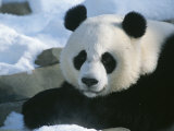 Un panda au zoo national de Washington, DC Photographie par Taylor S. Kennedy