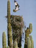 An Osprey Flies Above its Nest Built on a Cardon Cactus Photographie par Walter Meayers Edwards