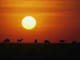 Silhouetted Wildebeest and Gazelle in Serengeti National Park Photographic Print by Medford Taylor