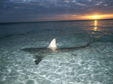 Blacktip Shark Fins, Carcharhinus Limbatus, Slice the Waters Surface Reprodukcja zdjęcia autor Brian J. Skerry Blacktip Shark Fins, Carcharhinus Limbatus, Slice the Waters Surface Reprodukcja zdjęcia autor Brian J. Skerry