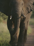 A portrait of an African elephant, Loxodonta africana, walking Lámina fotográfica por Tim Laman A portrait of an African elephant, Loxodonta africana, walking Lámina fotográfica por Tim Laman