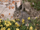 A Juvenile Arctic Hare Nibbles on Spring Flowers Photographic Print by Paul Nicklen