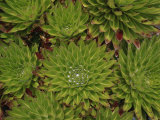 A Close View of Flora on Mount Kenya Photographie par Bobby Model