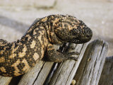Close View of a Gila Monster Photographie par Walter Meayers Edwards