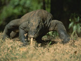 A Komodo Dragon Sensing the Air with its Tongue as it Prowls Fotografisk tryk af Tim Laman A Komodo Dragon Sensing the Air with its Tongue as it Prowls Fotografisk tryk af Tim Laman
