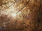Sun Peeks Through a Canopy of Yellow Autumn Leaves Photographie par Stephen St. John