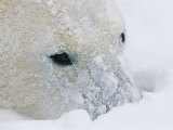 A close view of a polar bears snow-encrusted  face Photographie par Paul Nicklen