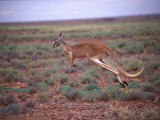 A Red Kangaroo Bounds Across the New South Wales Countryside Lámina fotográfica