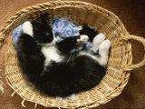 A Black-And-White Domestic Short-Hair Kitten Sleeps in His Basket Photographic Print by Brian Gordon Green