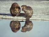 A Pair of Beavers Reflected on the Surface of a Thawing Lake Photographic Print by Paul Nicklen