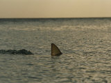 The Dorsal Fin of a Lemon Shark in the Waters off the Bahama Islands Photographic Print by Brian J. Skerry
