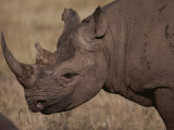 A close view of the head of a white rhinoceros Lámina fotográfica por Jodi Cobb A close view of the head of a white rhinoceros Lámina fotográfica por Jodi Cobb