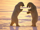 Two Polar Bears Square off for a Fight Photographie par Paul Nicklen