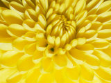 Close-up of a Yellow Chrysanthemum Photographie par Vlad Kharitonov