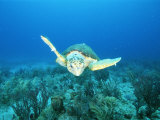 An Endangered Loggerhead Turtle Swims Gracefully Along the Sea Floor Photographic Print by Brian J. Skerry