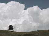 A Lone Ponderosa Pine Tree under a Cloud-Filled Sky Photographic Print by Annie Griffiths Belt