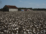 A Cotton Field Surrounds a Small Building and Clothesline Photographic Print by Medford Taylor