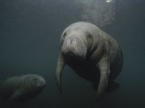 A Pair of Florida Manatees in Floridas Crystal River Photographic Print by Brian J. Skerry